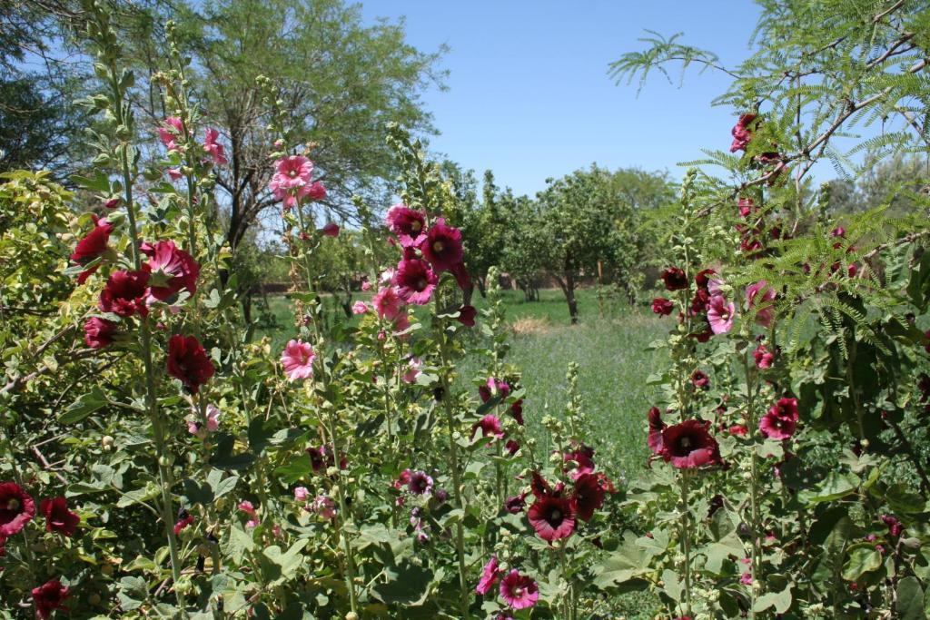 Quinta Adela Bed & Breakfast San Pedro de Atacama Exterior photo